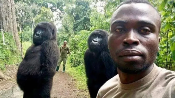 selfie-with-the-gorilla-gone-viral